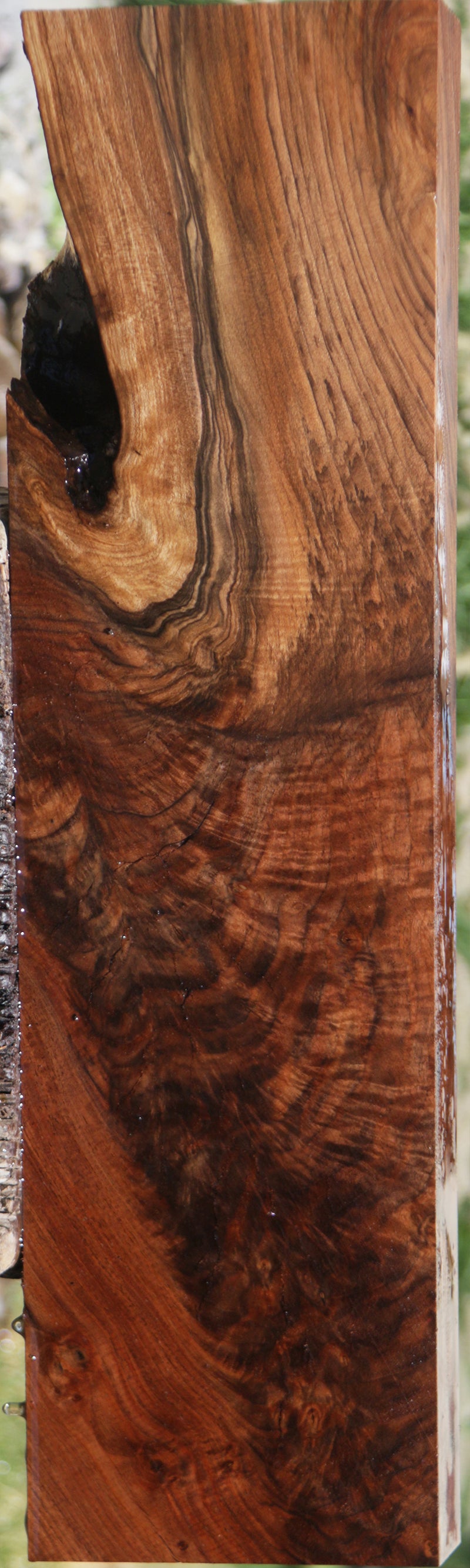 Grafted Crotchwood Claro Walnut Lumber