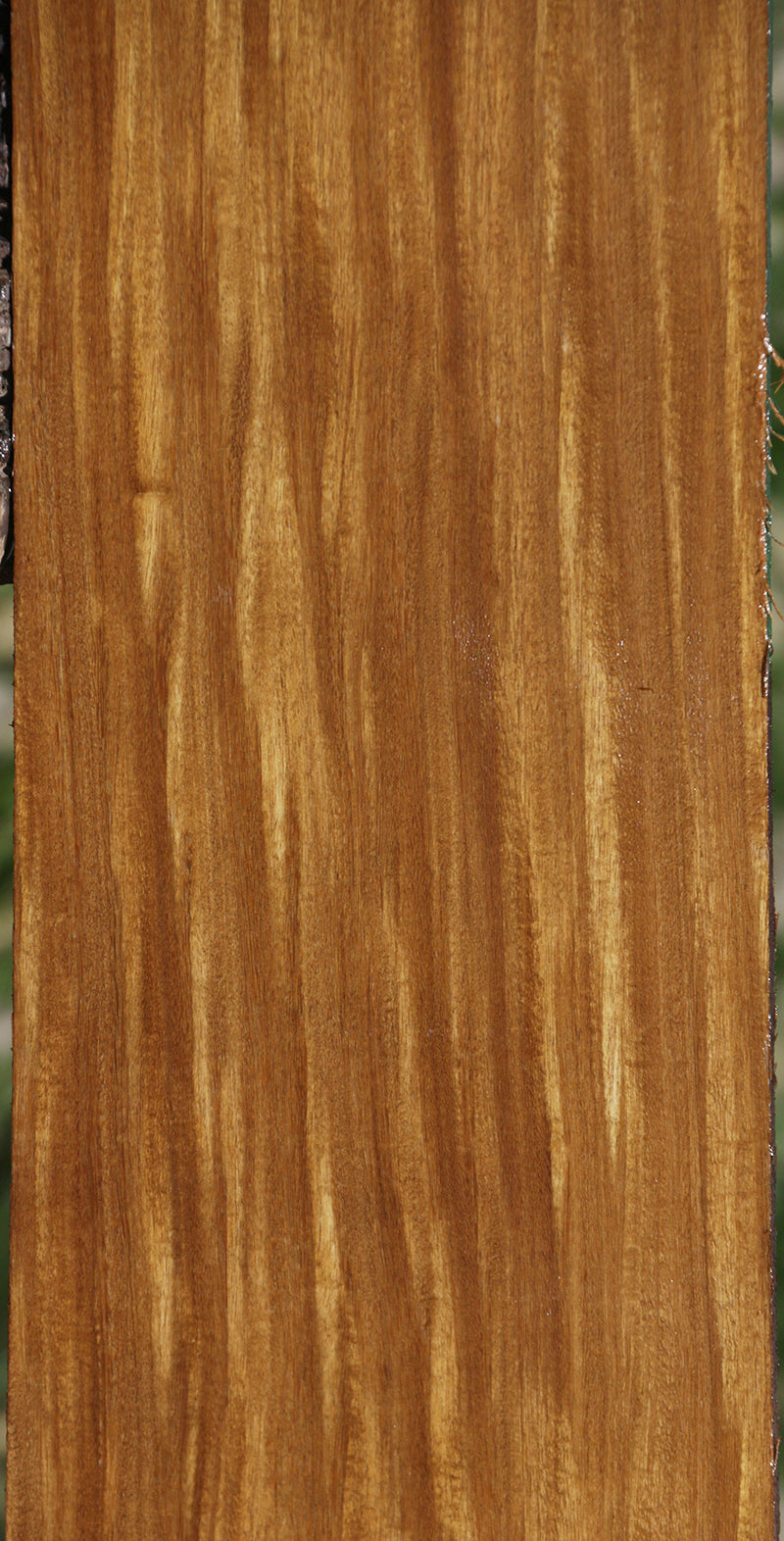 Extra Fancy Quartersawn Afrormosia Lumber