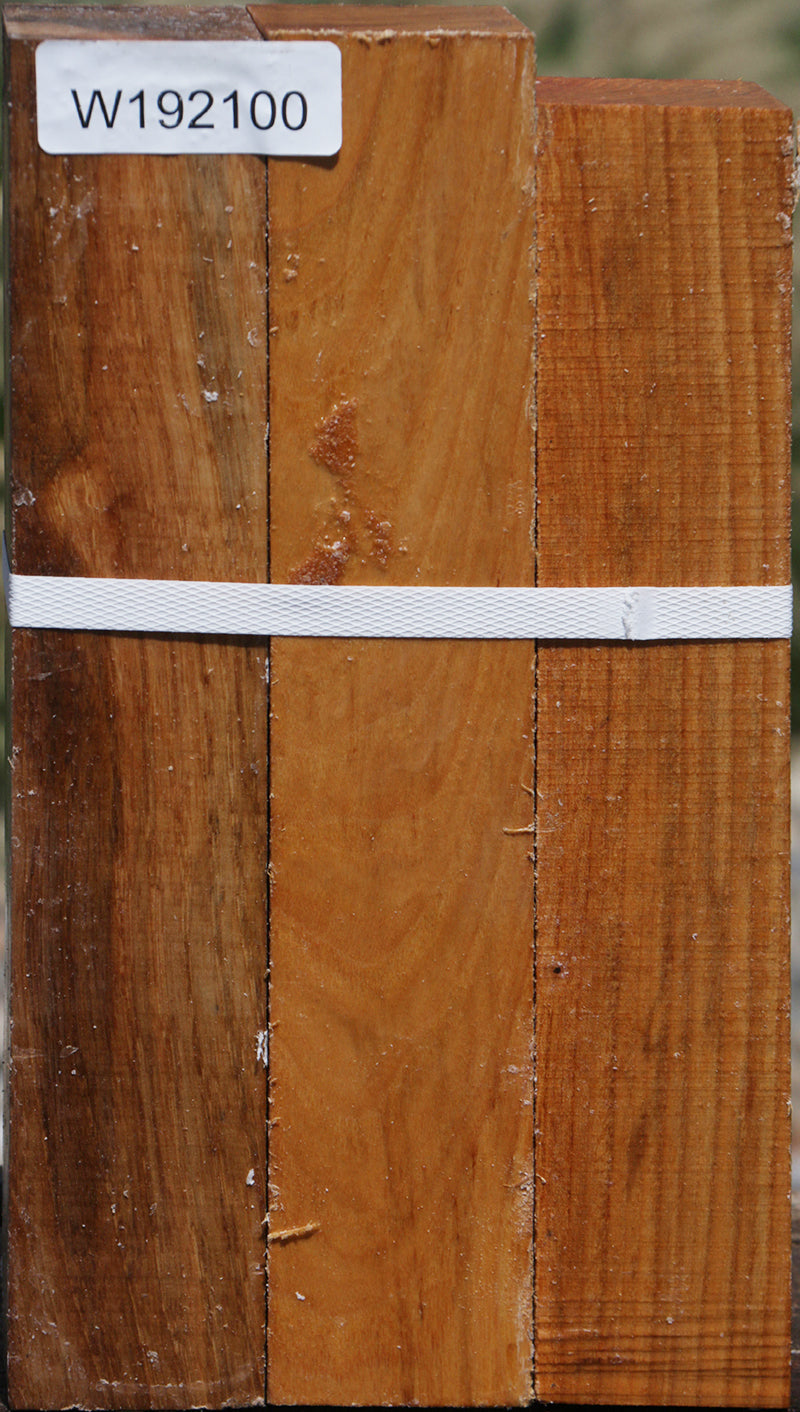 Chinese Elm Turning Square 3 Pack
