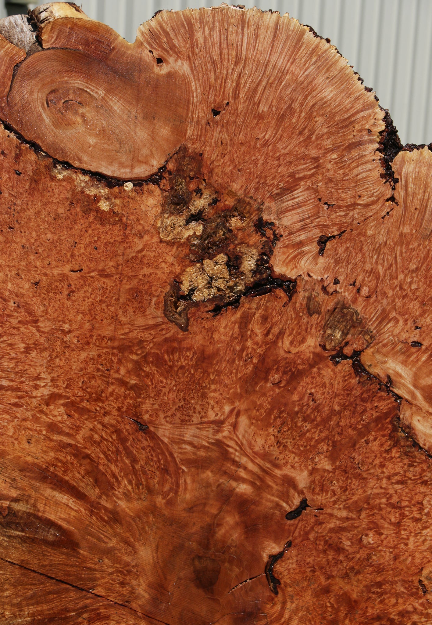 Exhibition Maple Burl Cookie (Free Shipping Excluded)