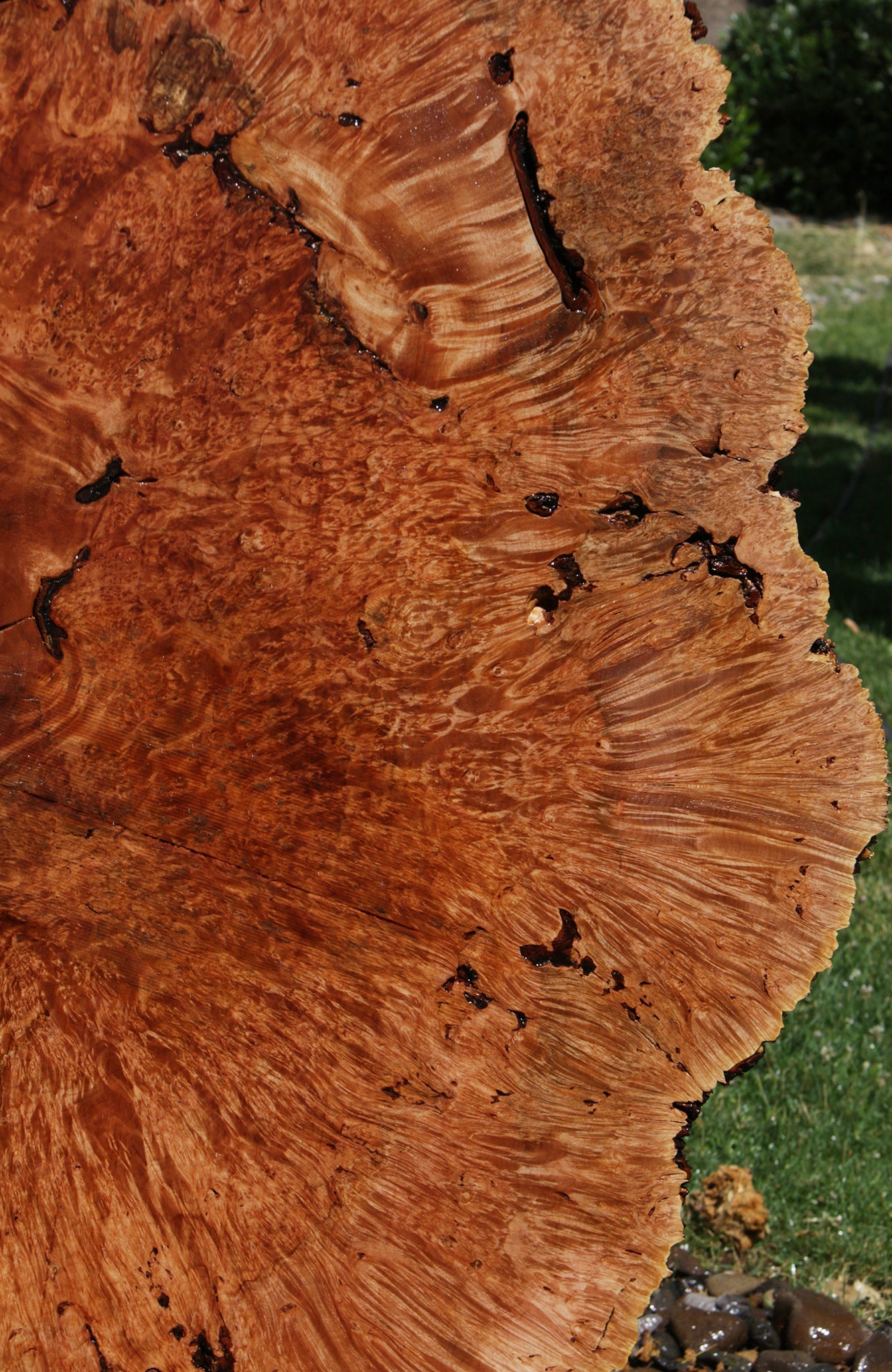 Exhibition Maple Burl Cookie (Free Shipping Excluded)