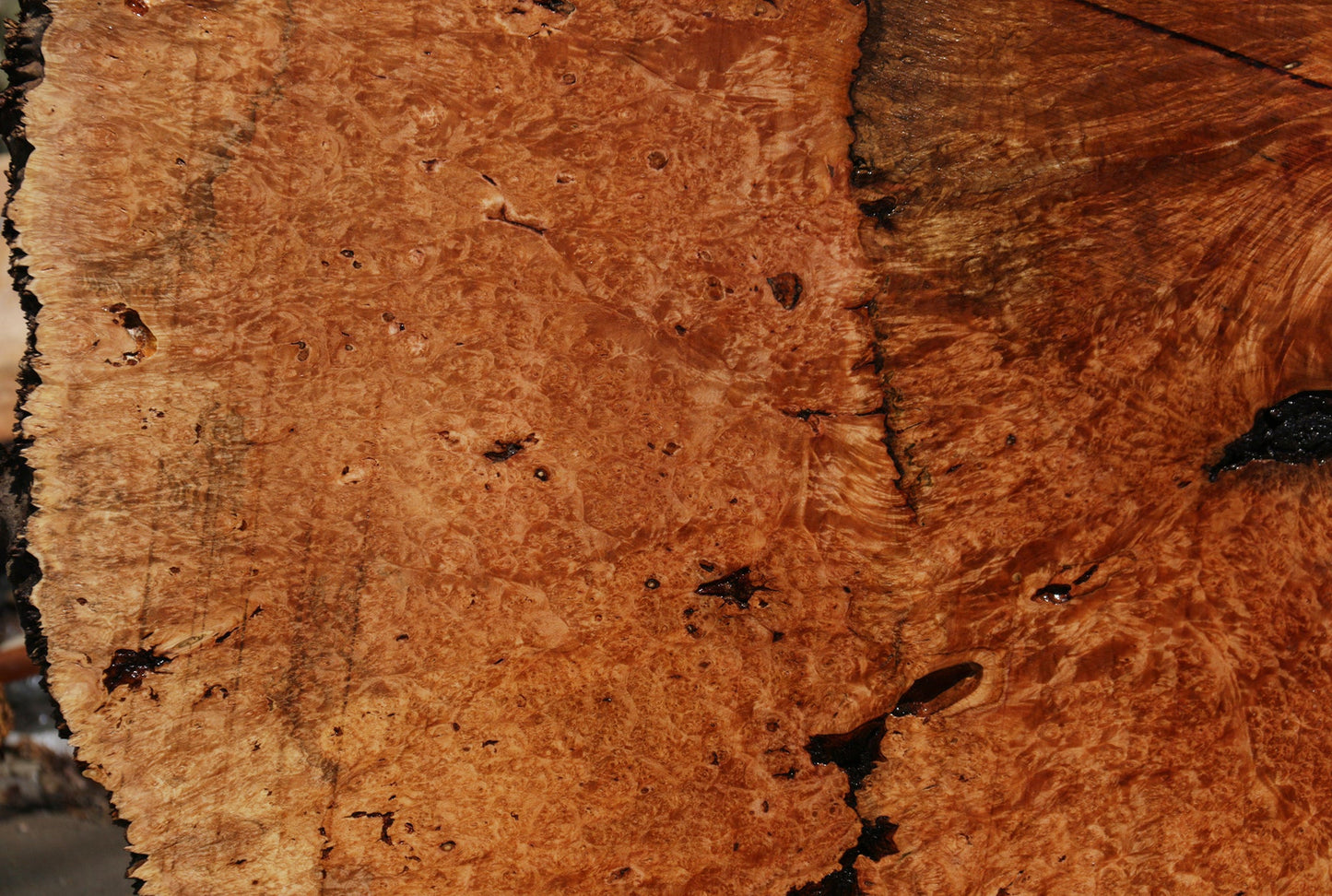 Exhibition Maple Burl Cookie (Free Shipping Excluded)