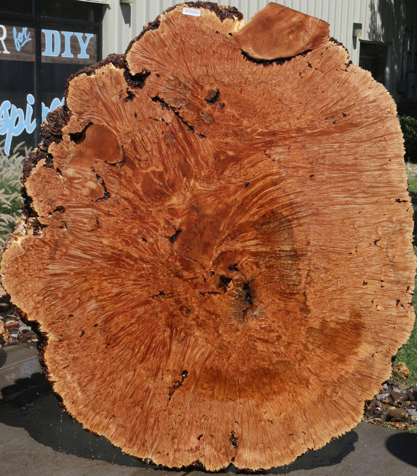 Exhibition Maple Burl Cookie (Free Shipping Excluded)