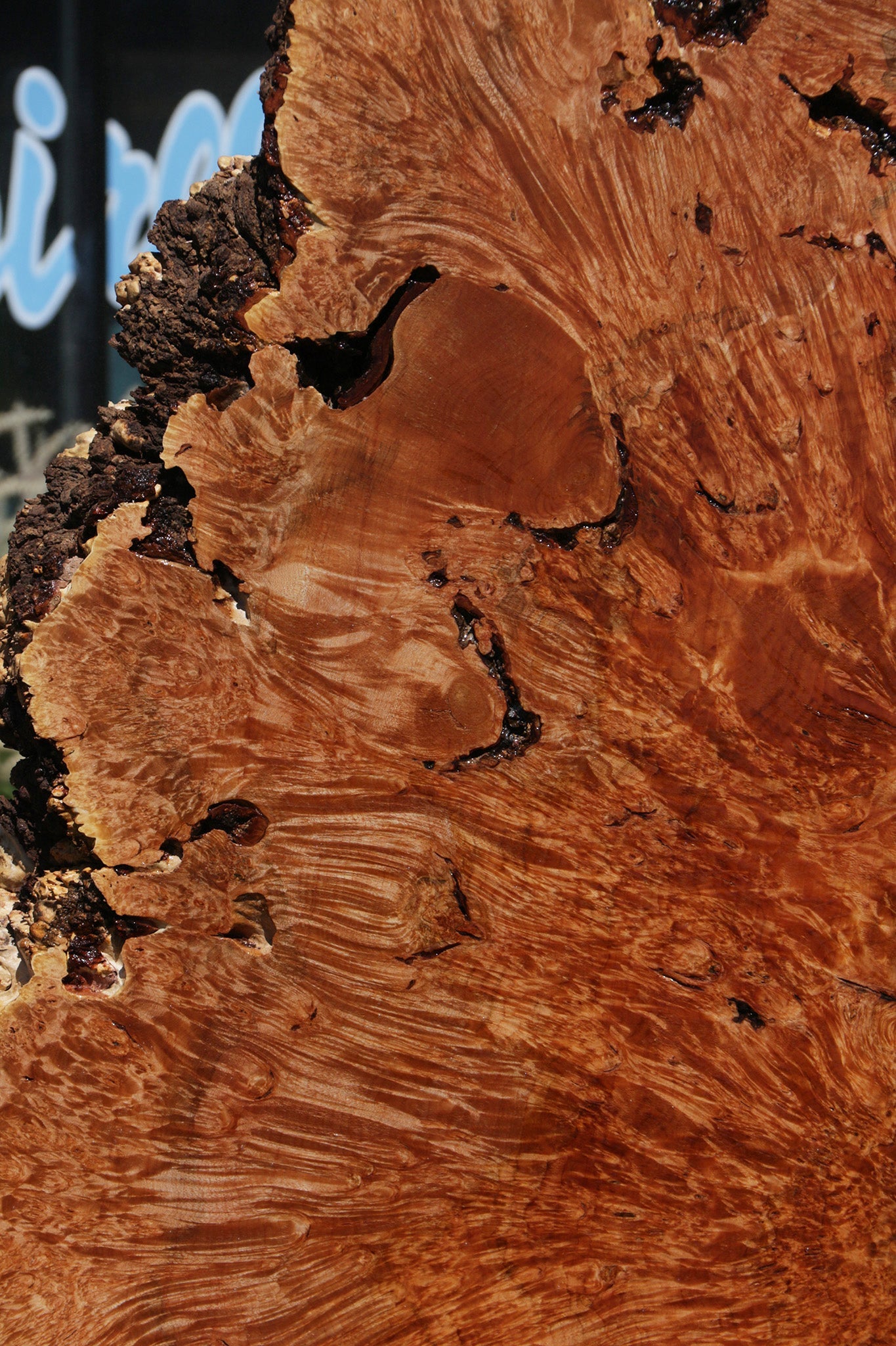 Exhibition Maple Burl Cookie (Free Shipping Excluded)