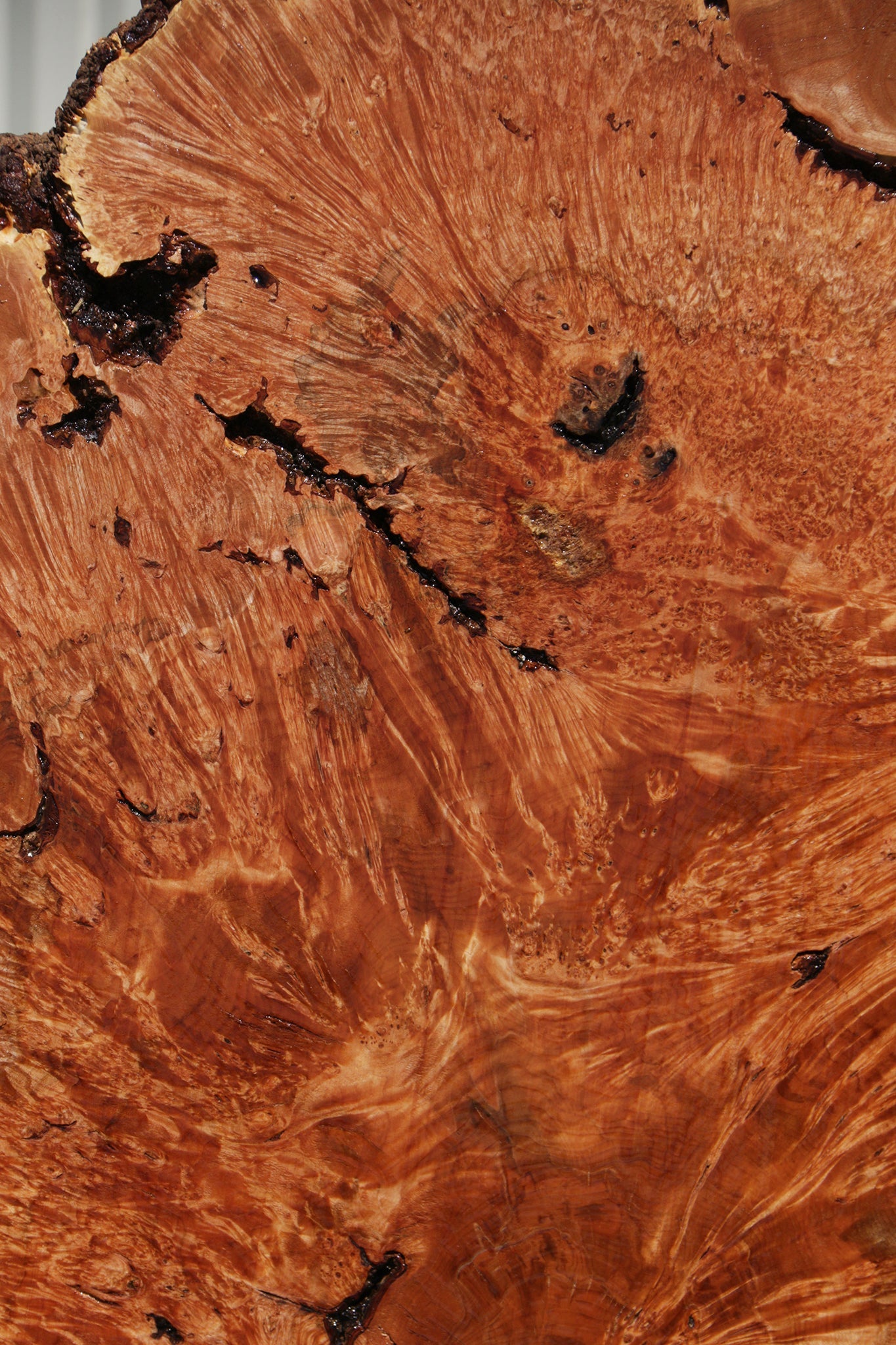 Exhibition Maple Burl Cookie (Free Shipping Excluded)