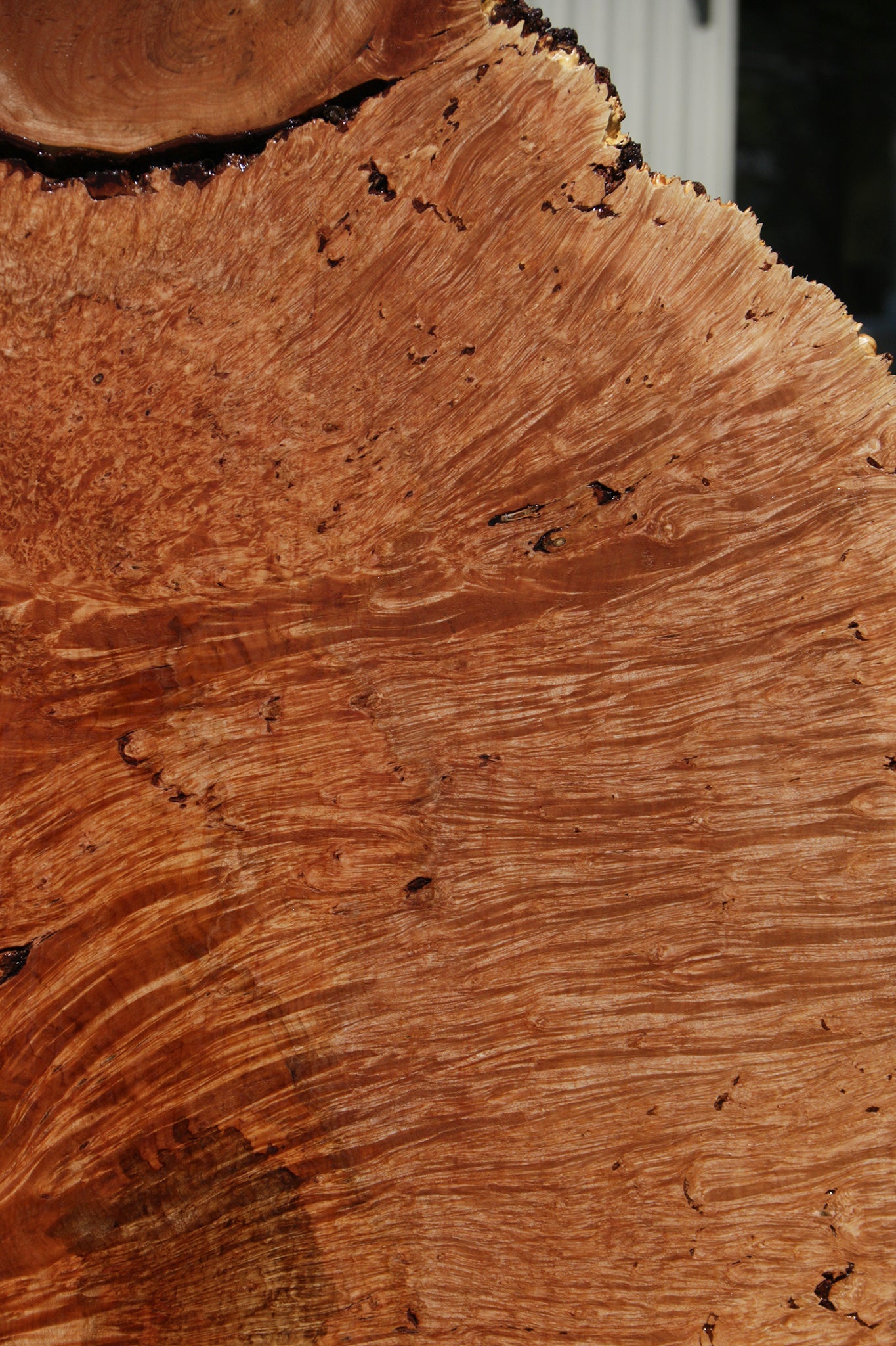 Exhibition Maple Burl Cookie (Free Shipping Excluded)