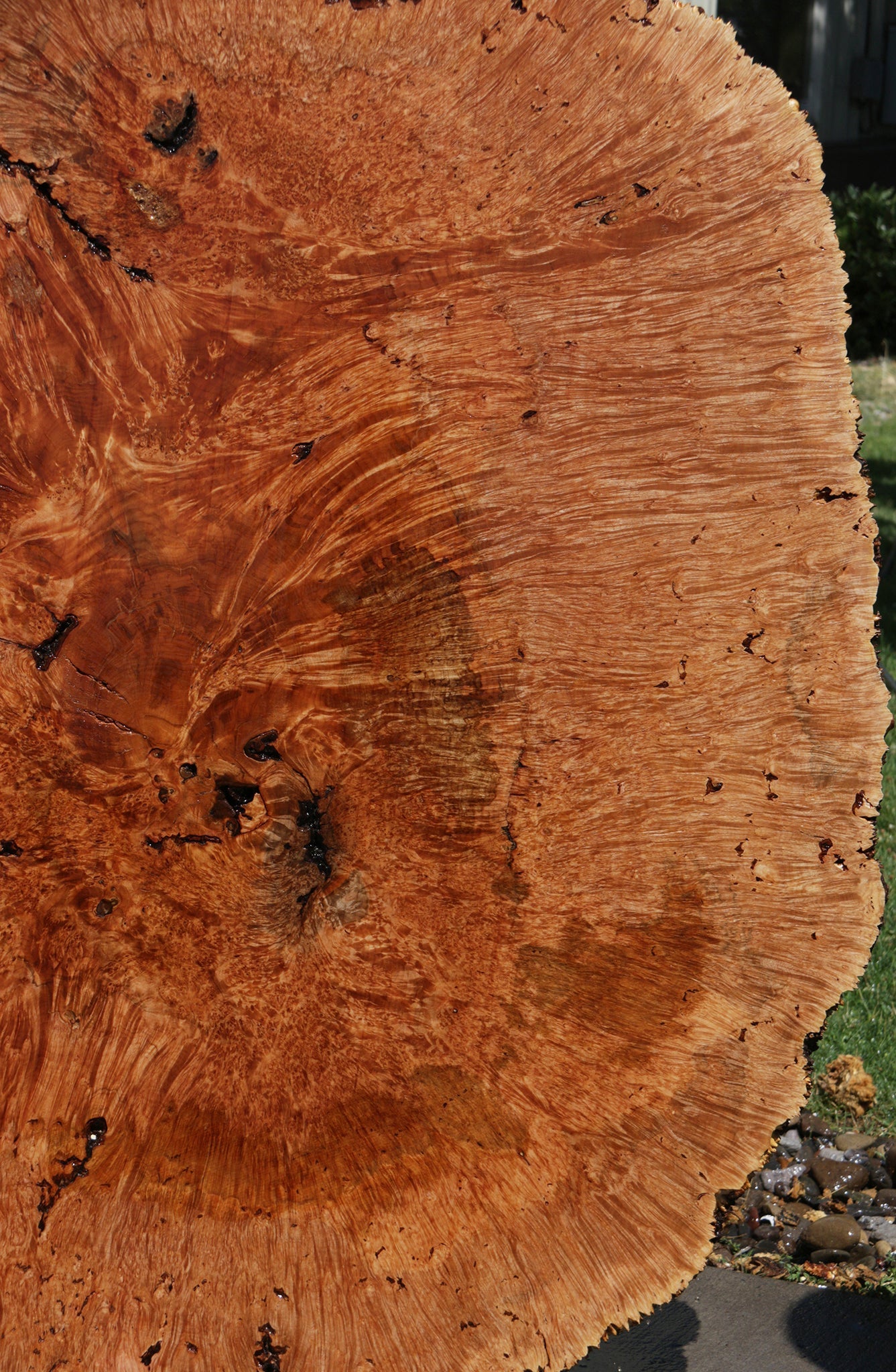 Exhibition Maple Burl Cookie (Free Shipping Excluded)