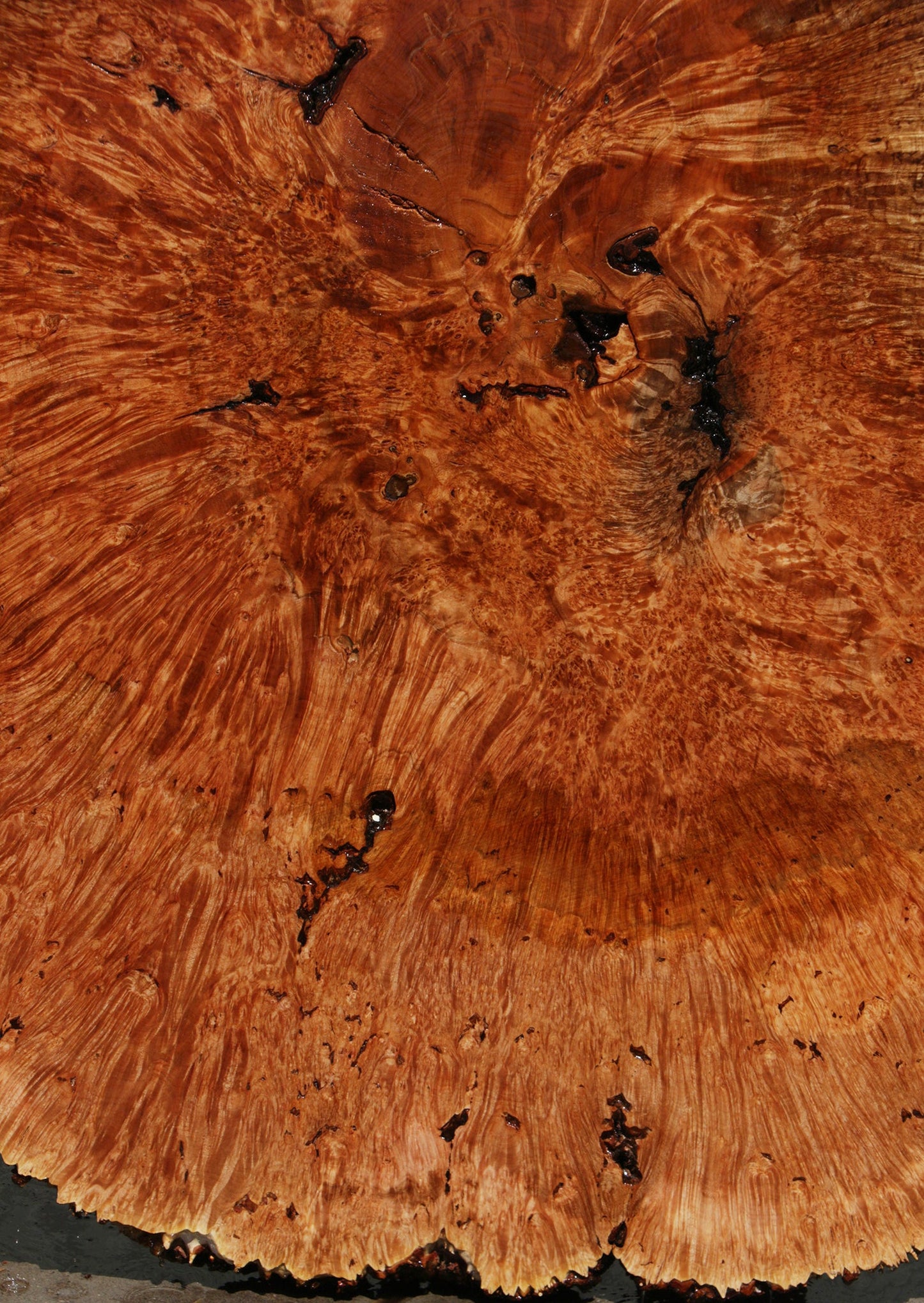 Exhibition Maple Burl Cookie (Free Shipping Excluded)