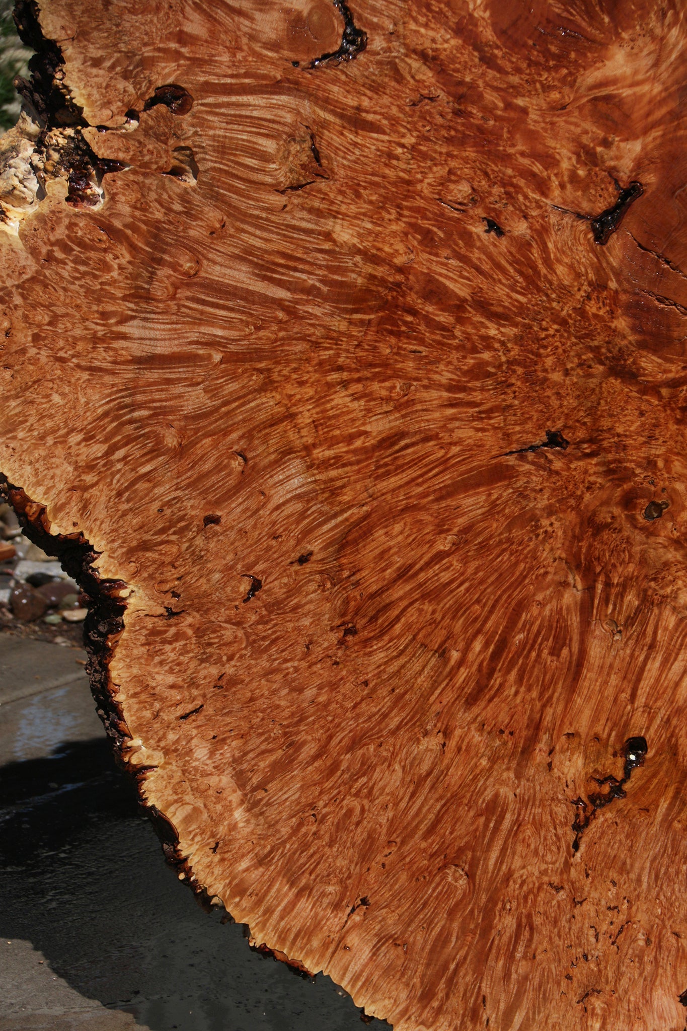 Exhibition Maple Burl Cookie (Free Shipping Excluded)