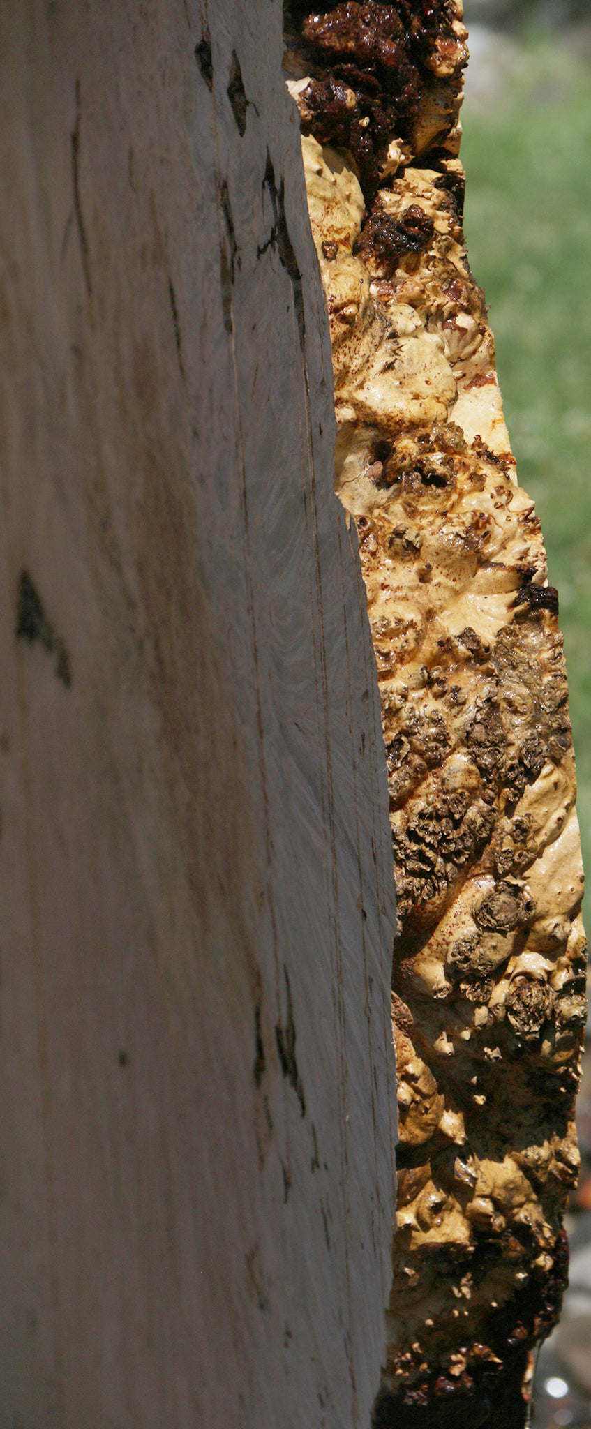 Exhibition Maple Burl Cookie (Free Shipping Excluded)