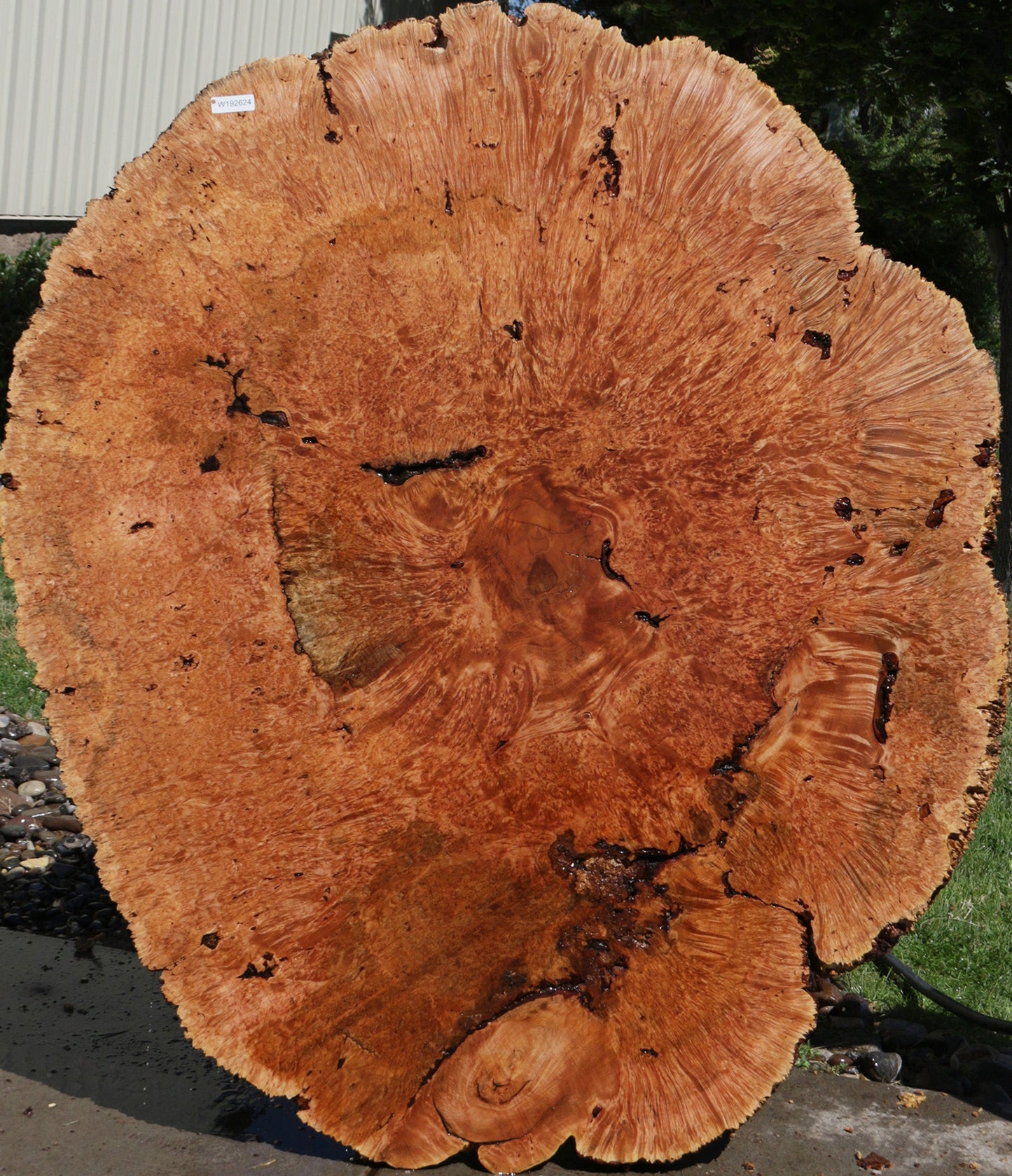 Exhibition Maple Burl Cookie (Free Shipping Excluded)
