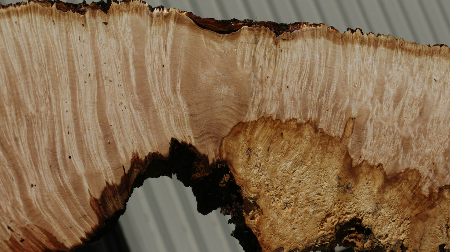 Extra Fancy Spalted Big Leaf Maple Cookie (Free Shipping Excluded)