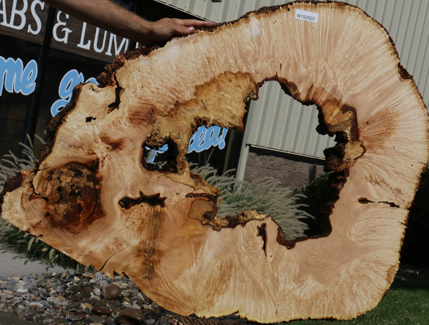 Extra Fancy Spalted Big Leaf Maple Cookie (Free Shipping Excluded)