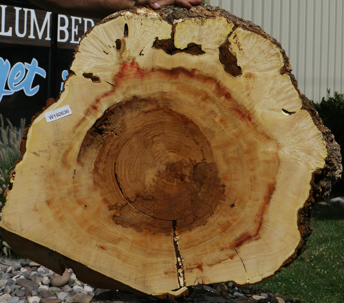 Extra Fancy Box Elder Cookie