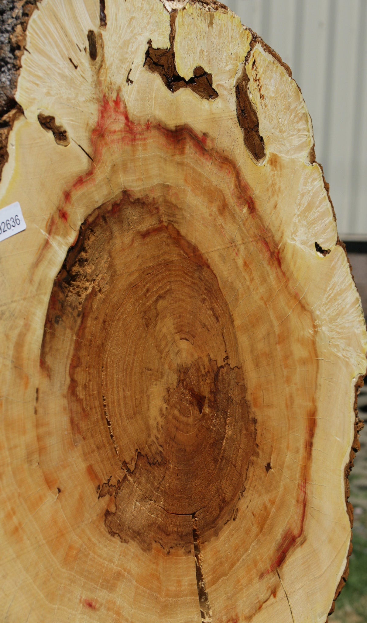 Extra Fancy Box Elder Cookie