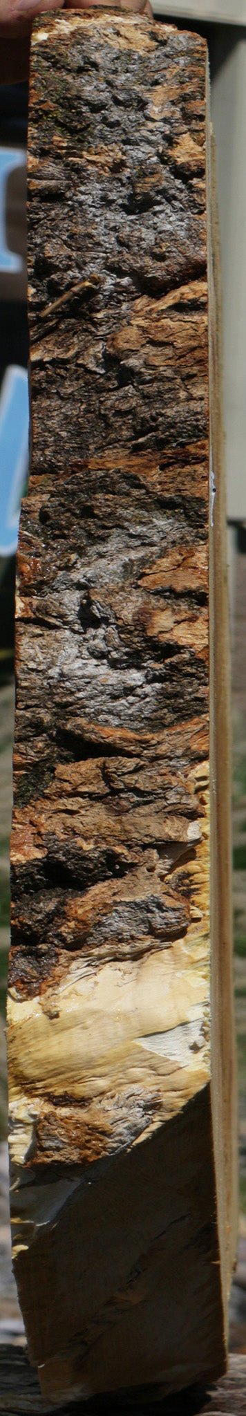 Extra Fancy Box Elder Cookie