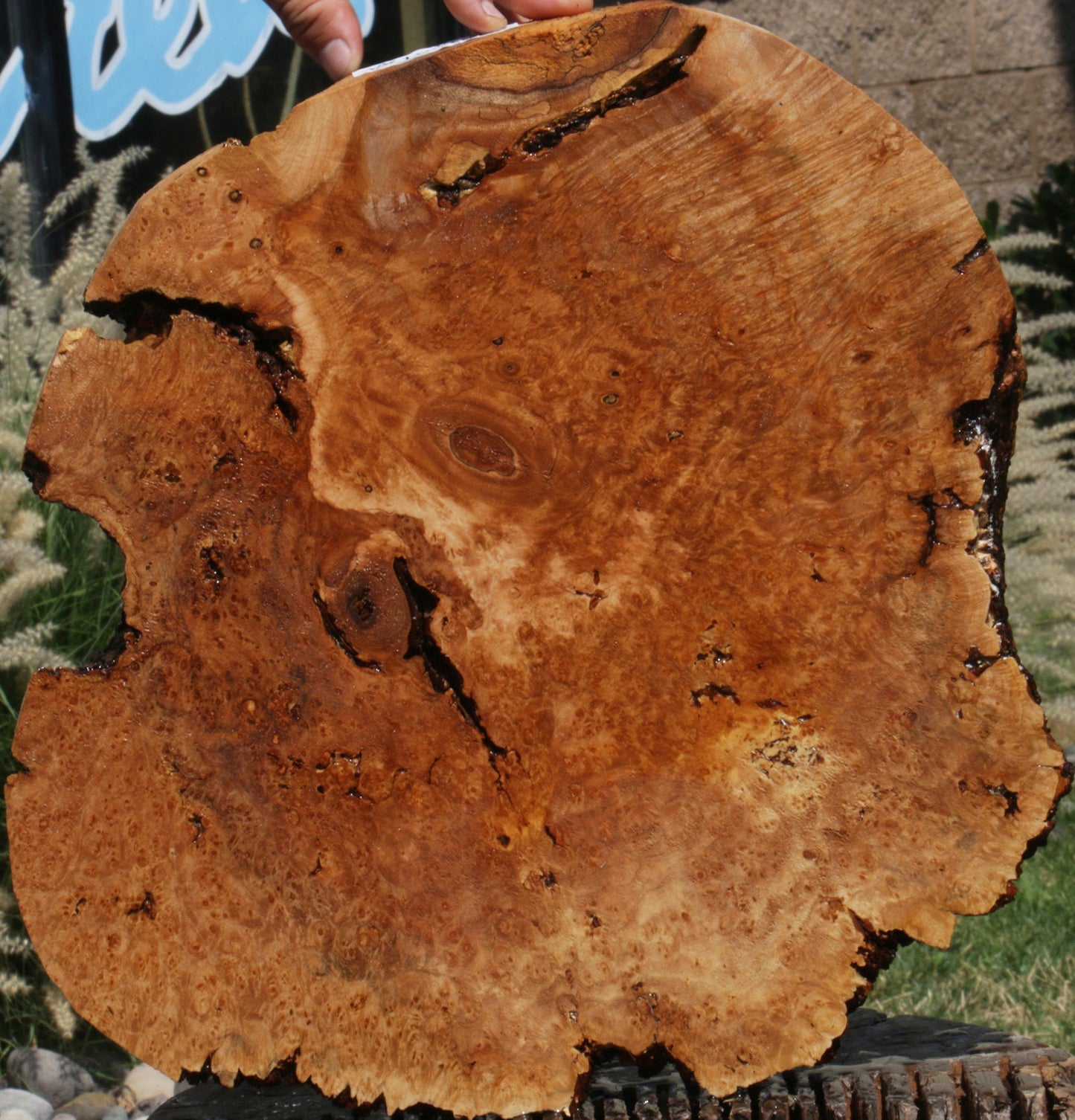 Rustic Western Maple Burl Live Edge Lumber