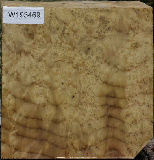 Myrtle Burl Bowl Blank