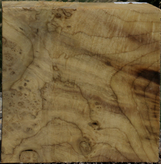 Myrtle Burl Bowl Blank