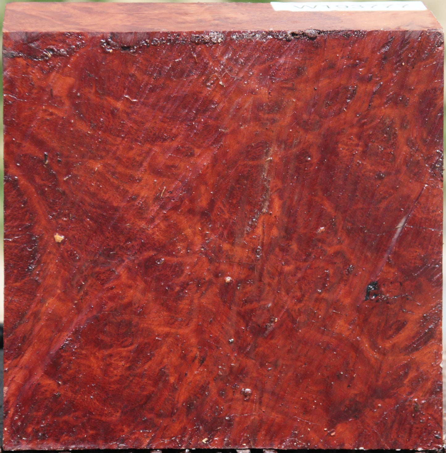 Extra Fancy Red Coolibah Burl Bowl Blank