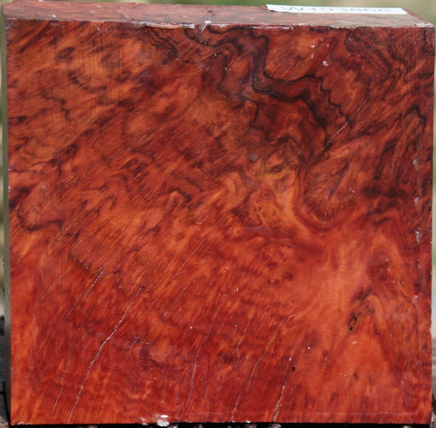 Exhibition Red Coolibah Burl Bowl Blank