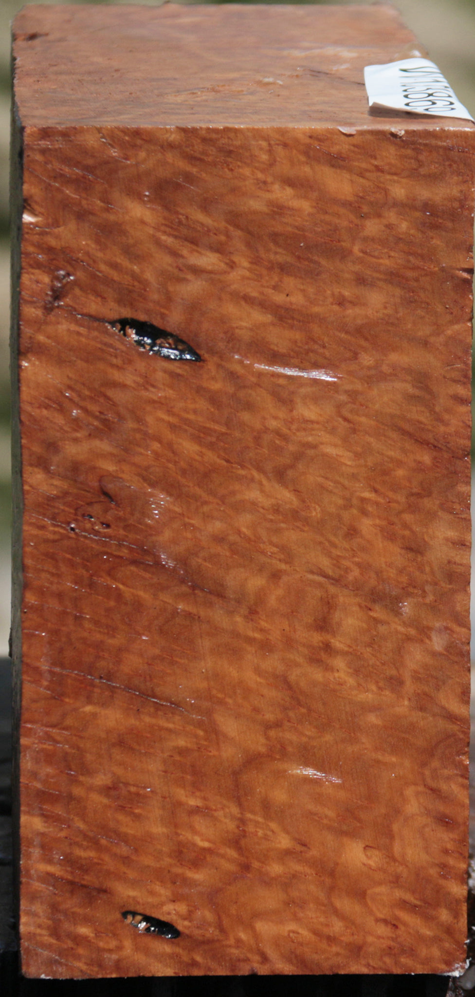 Extra Fancy Brown Coolibah Burl Bowl Blank