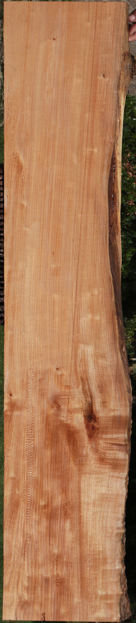Western Maple Live Edge Lumber