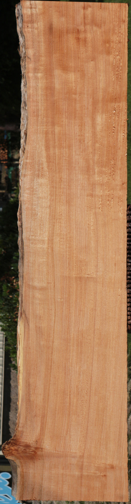 Western Maple Live Edge Lumber