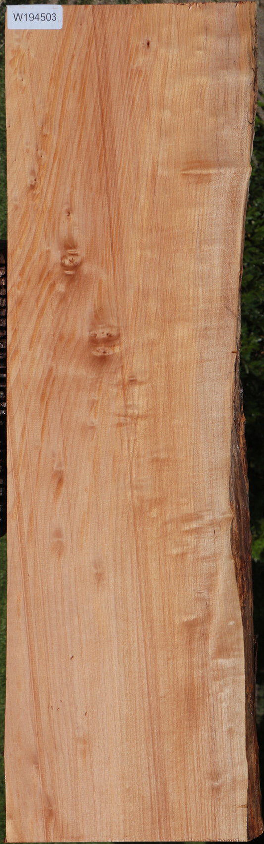 Western Maple Live Edge Lumber