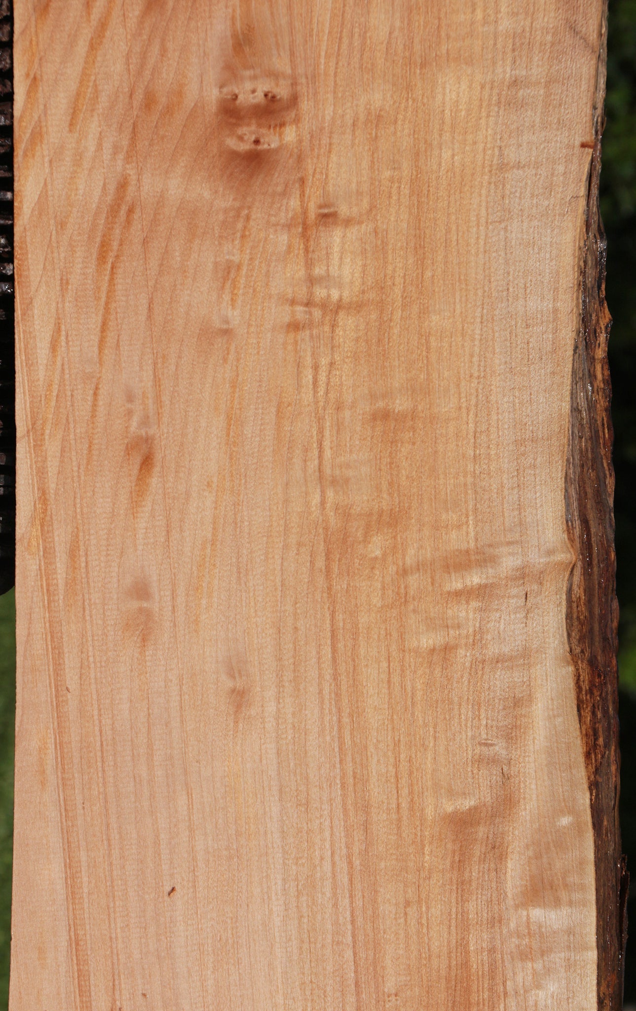 Western Maple Live Edge Lumber