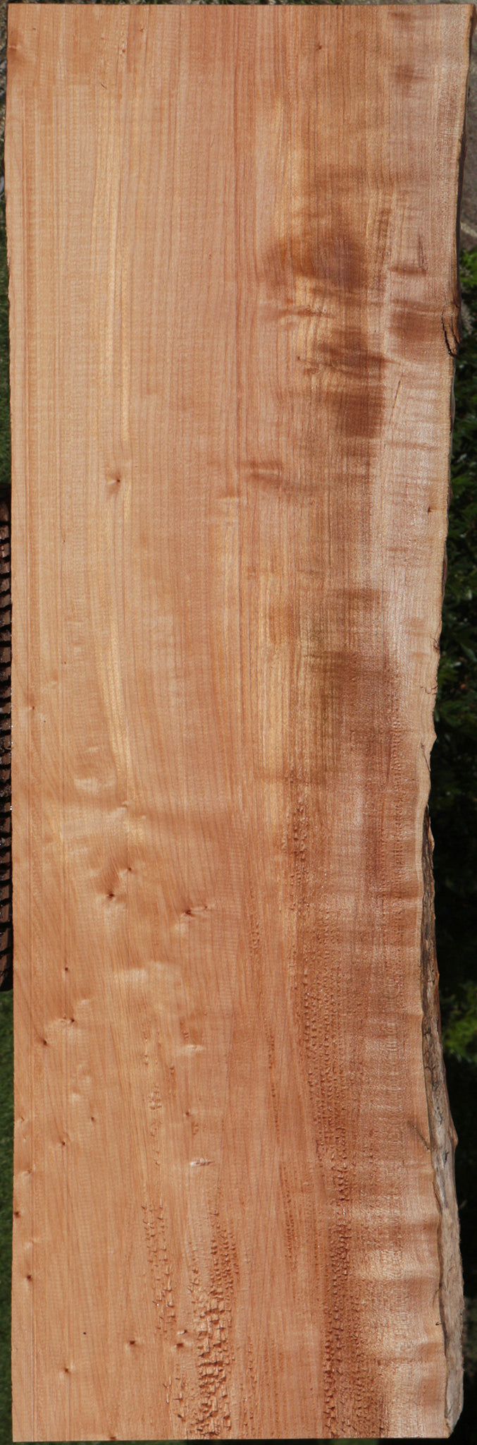 Western Maple Live Edge Lumber