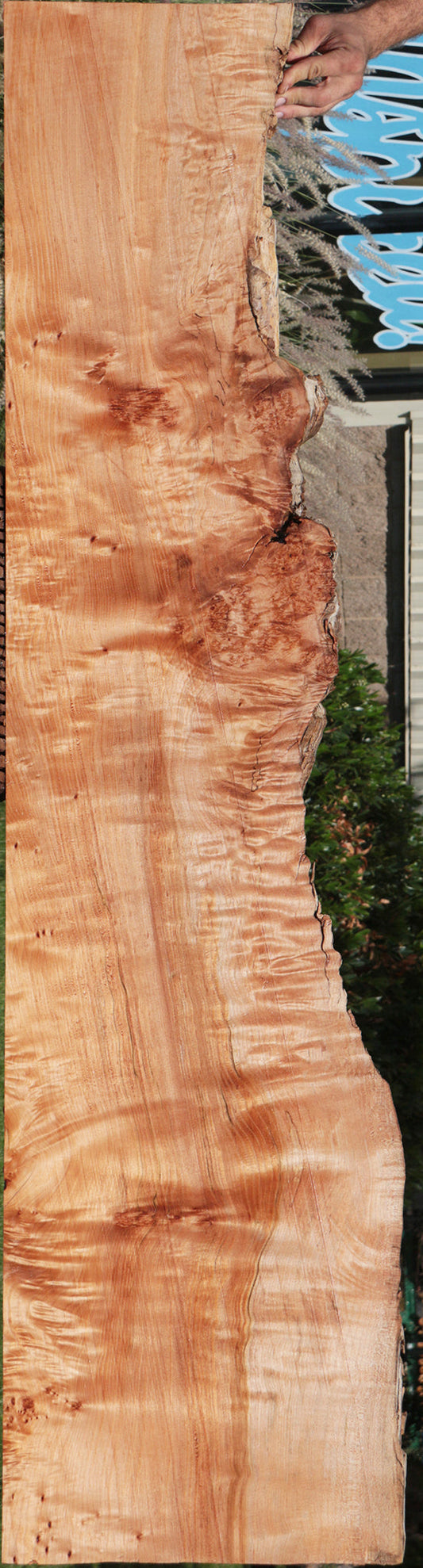 Western Maple Burl Live Edge Lumber