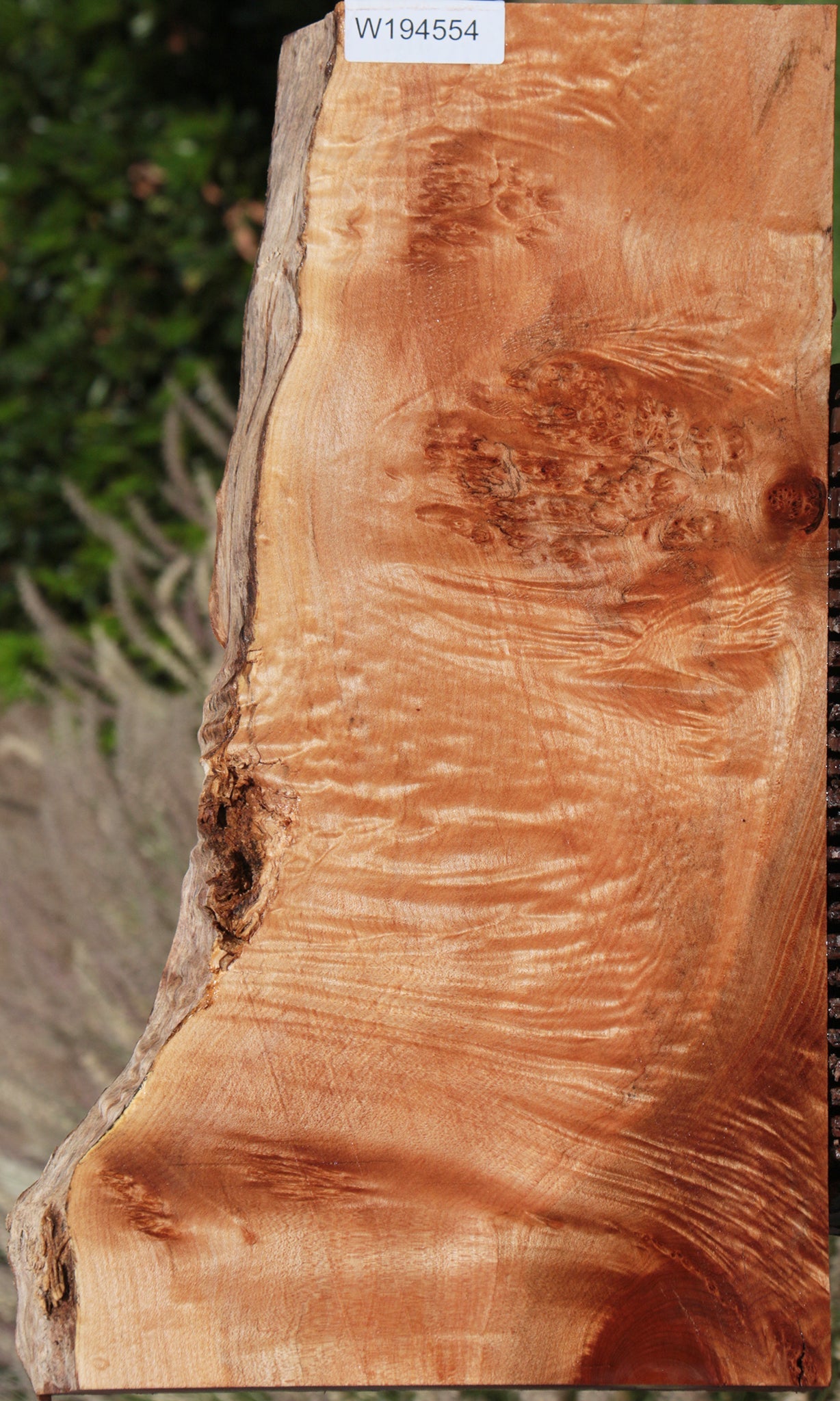 Western Maple Pattern Western Maple Burl Live Edge Lumber – Cook Woods