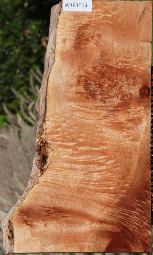 Western Maple Burl Live Edge Lumber