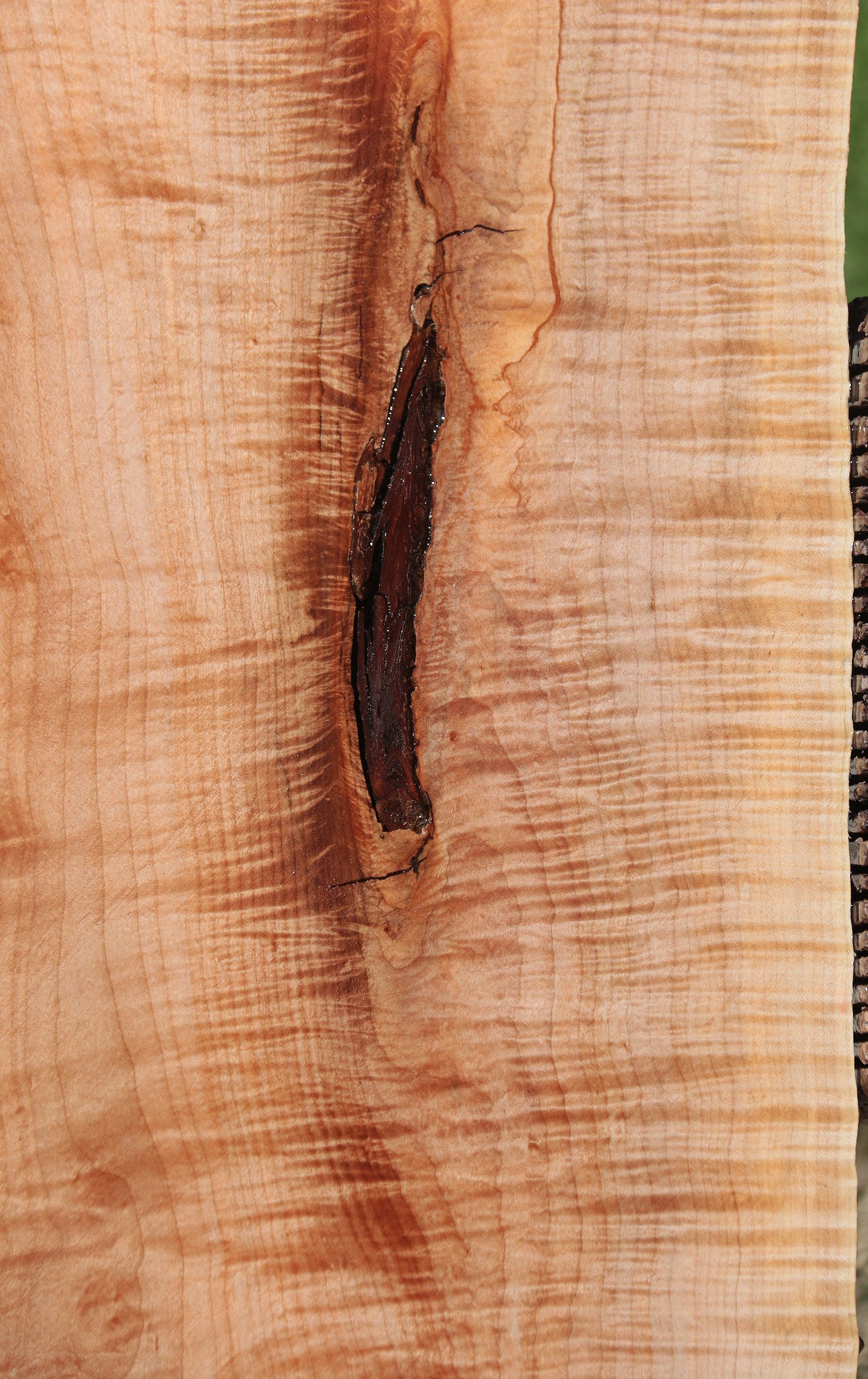 Extra Fancy Rustic Western Maple Live Edge Slab (Free Shipping Excluded)