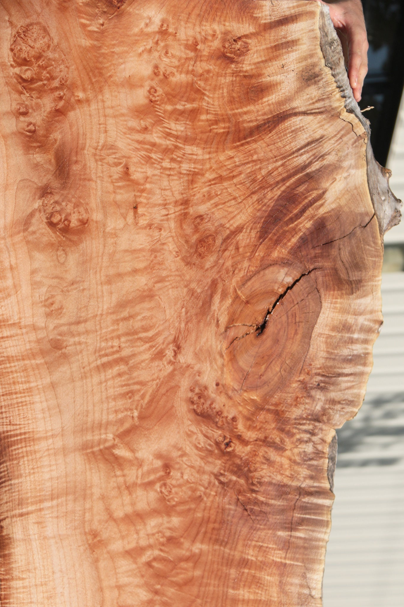Extra Fancy Rustic Western Maple Live Edge Slab (Free Shipping Excluded)