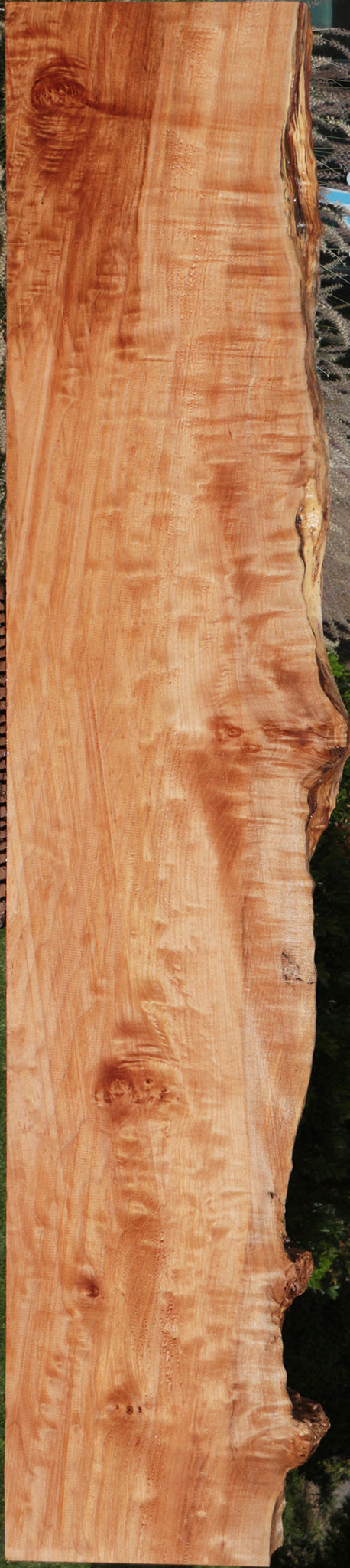 Western Maple Live Edge Lumber