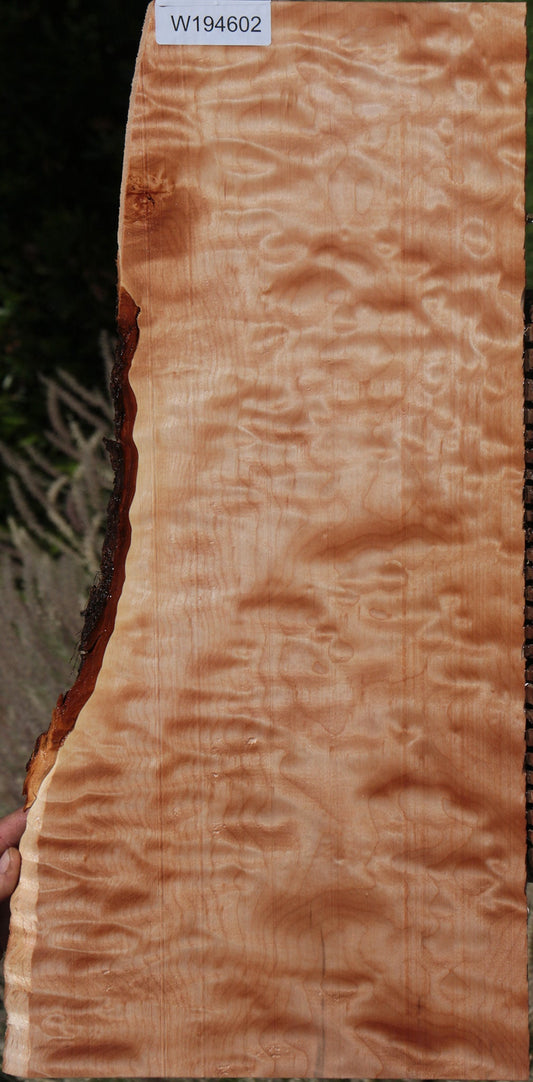 Quilted Western Maple Live Edge Lumber