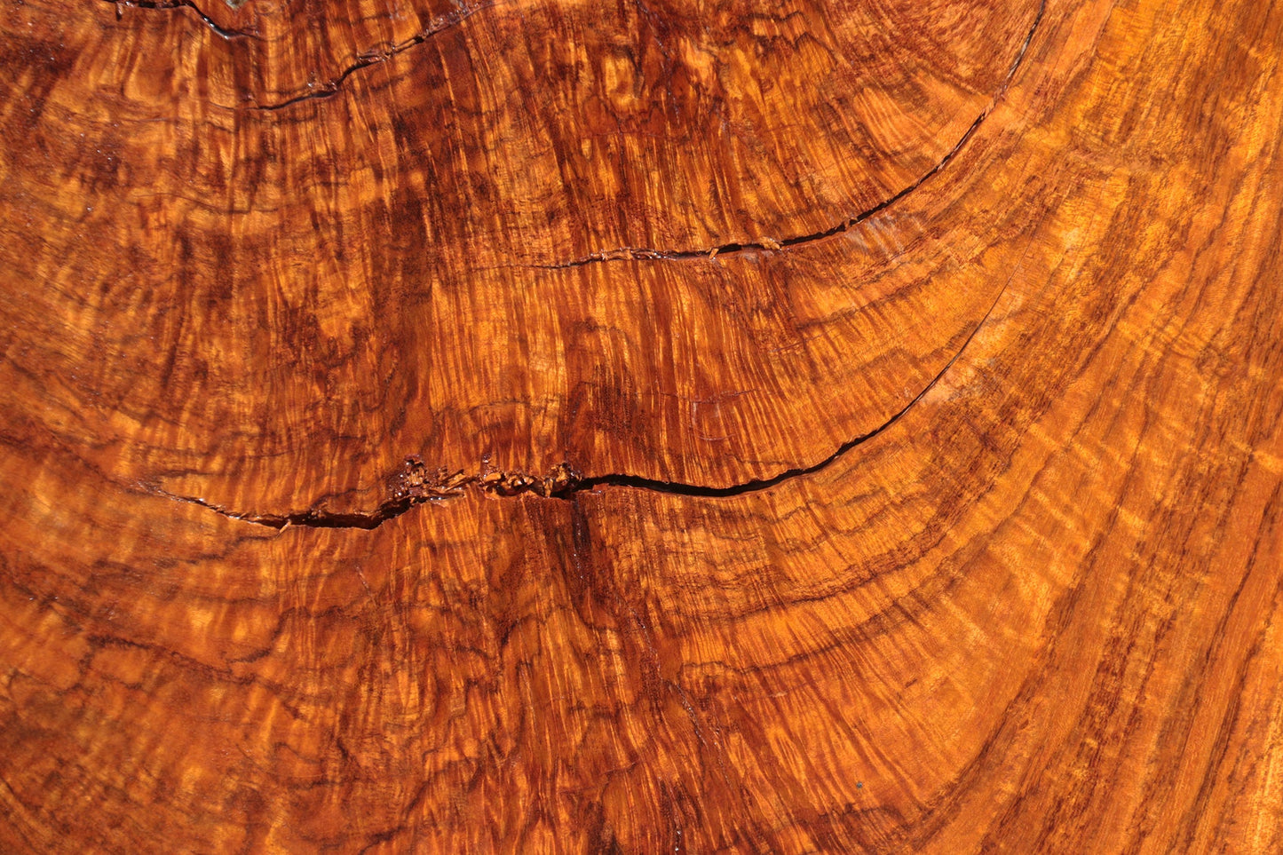 Rustic Exhibition Jatoba Live Edge Slab