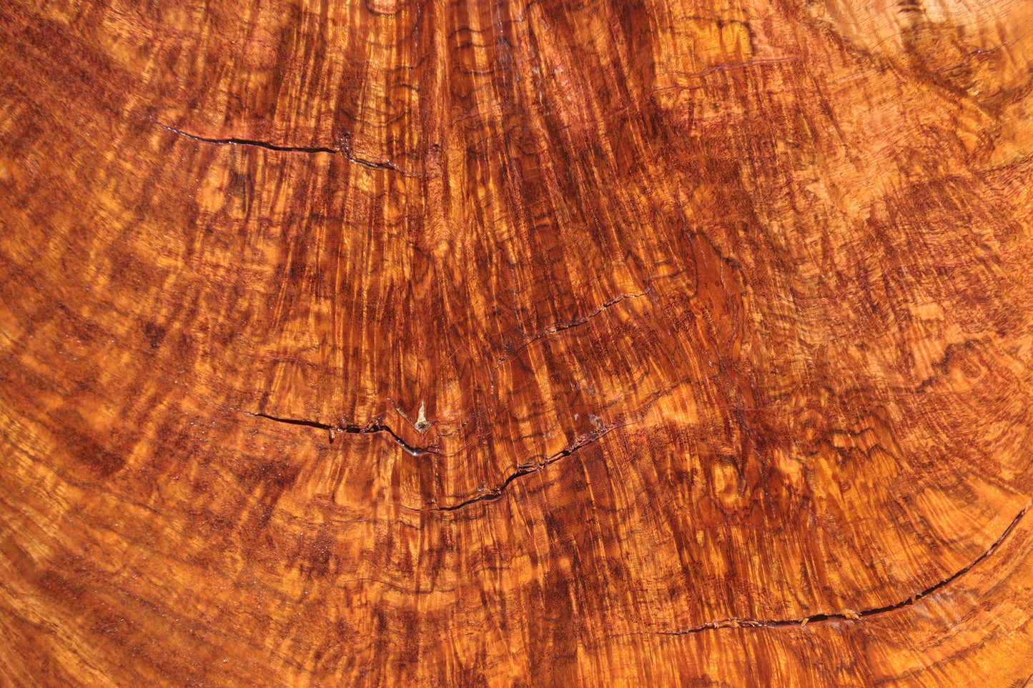 Rustic Exhibition Jatoba Live Edge Slab