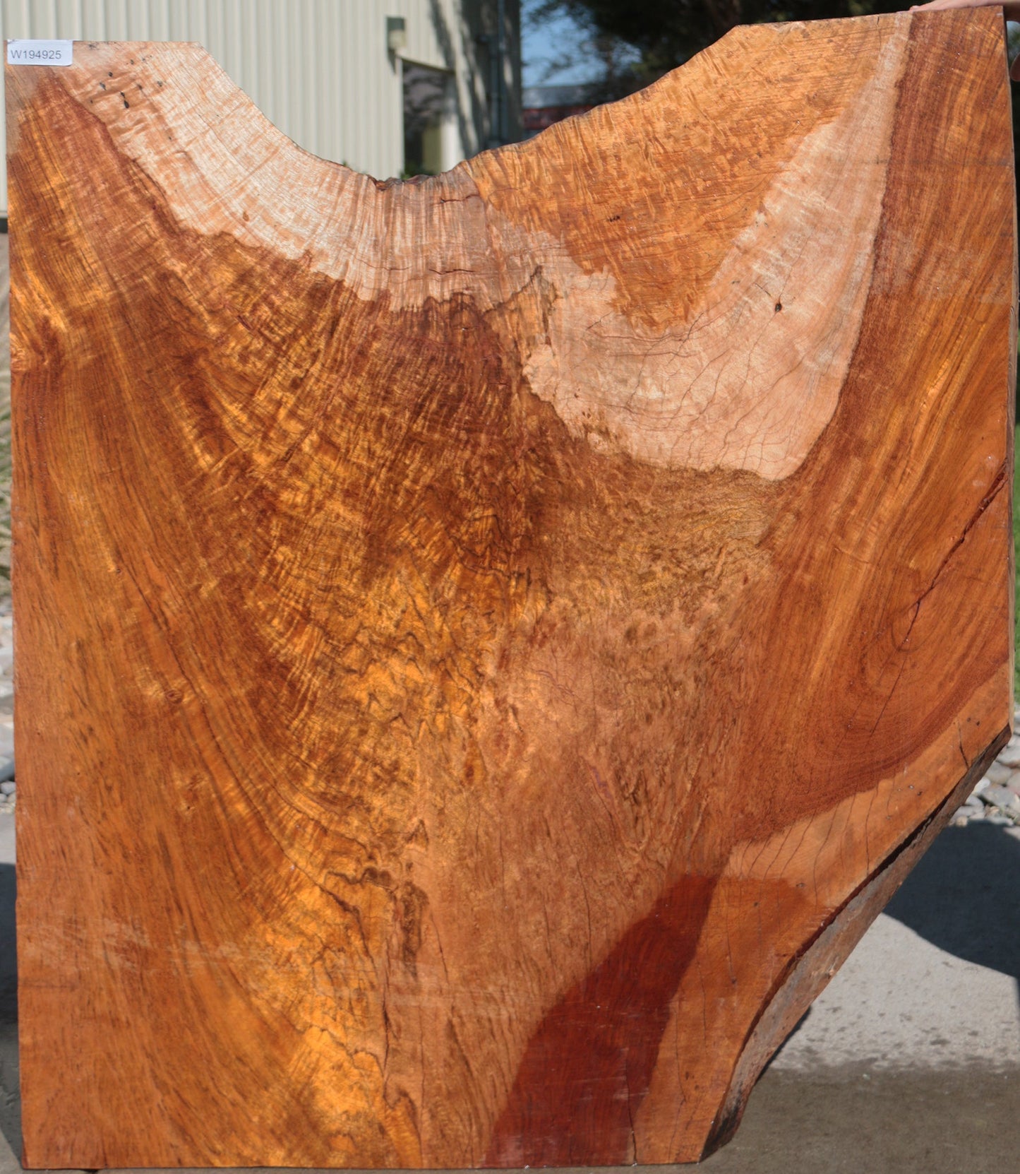 Rustic Exhibition Jatoba Live Edge Slab