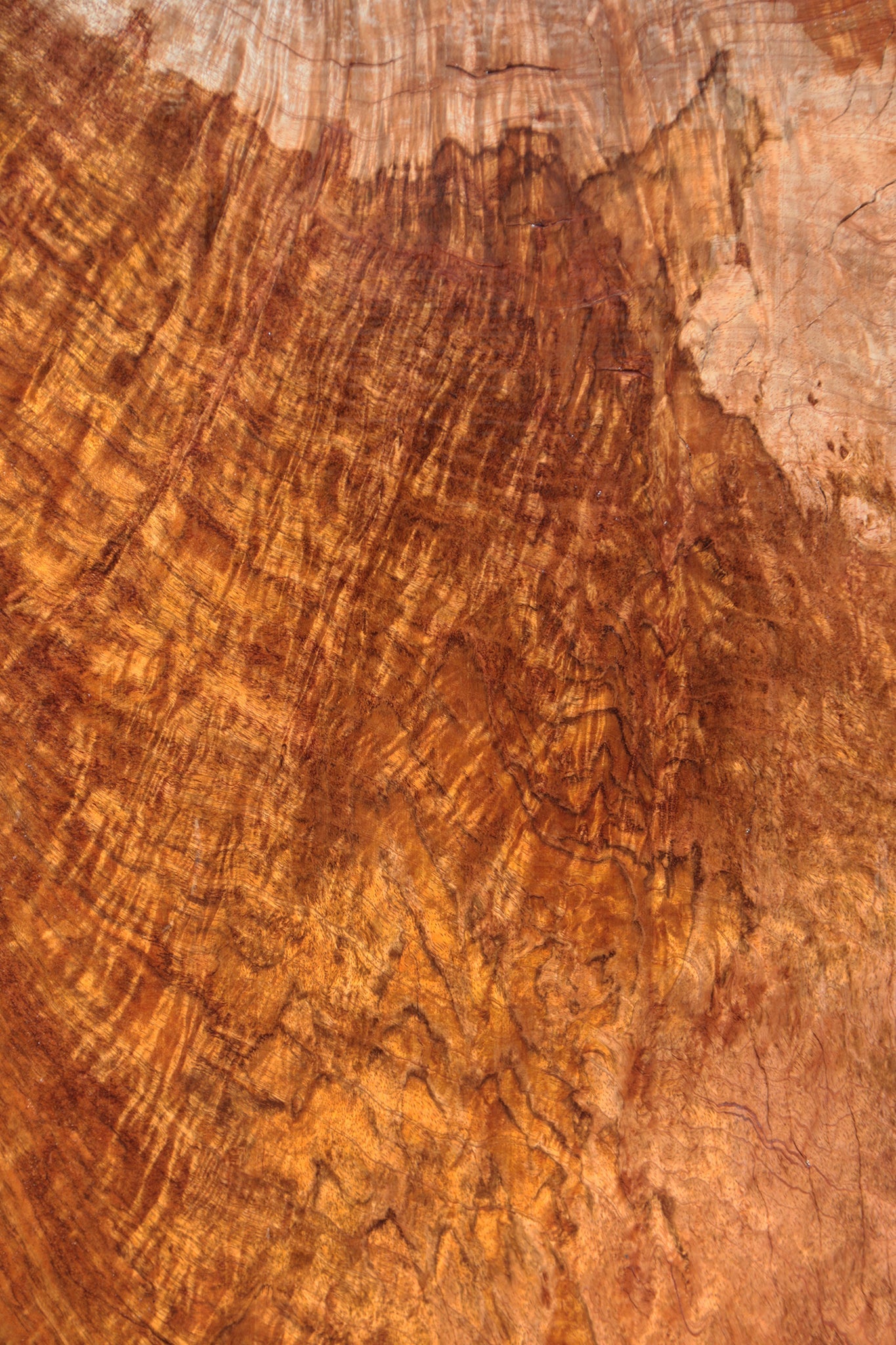 Rustic Exhibition Jatoba Live Edge Slab