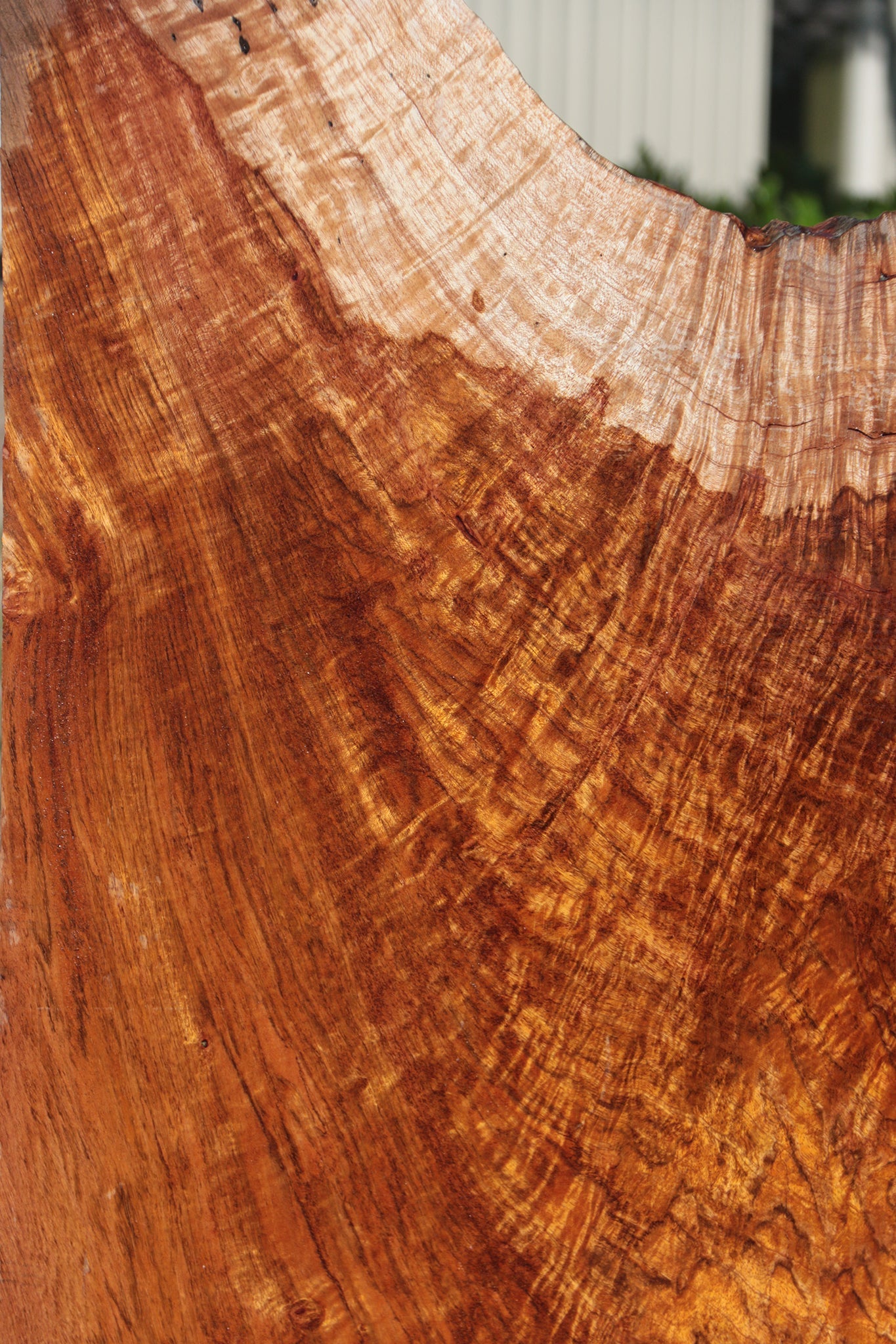 Rustic Exhibition Jatoba Live Edge Slab