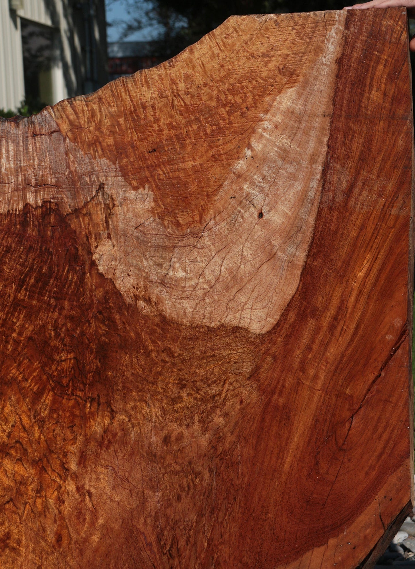 Rustic Exhibition Jatoba Live Edge Slab