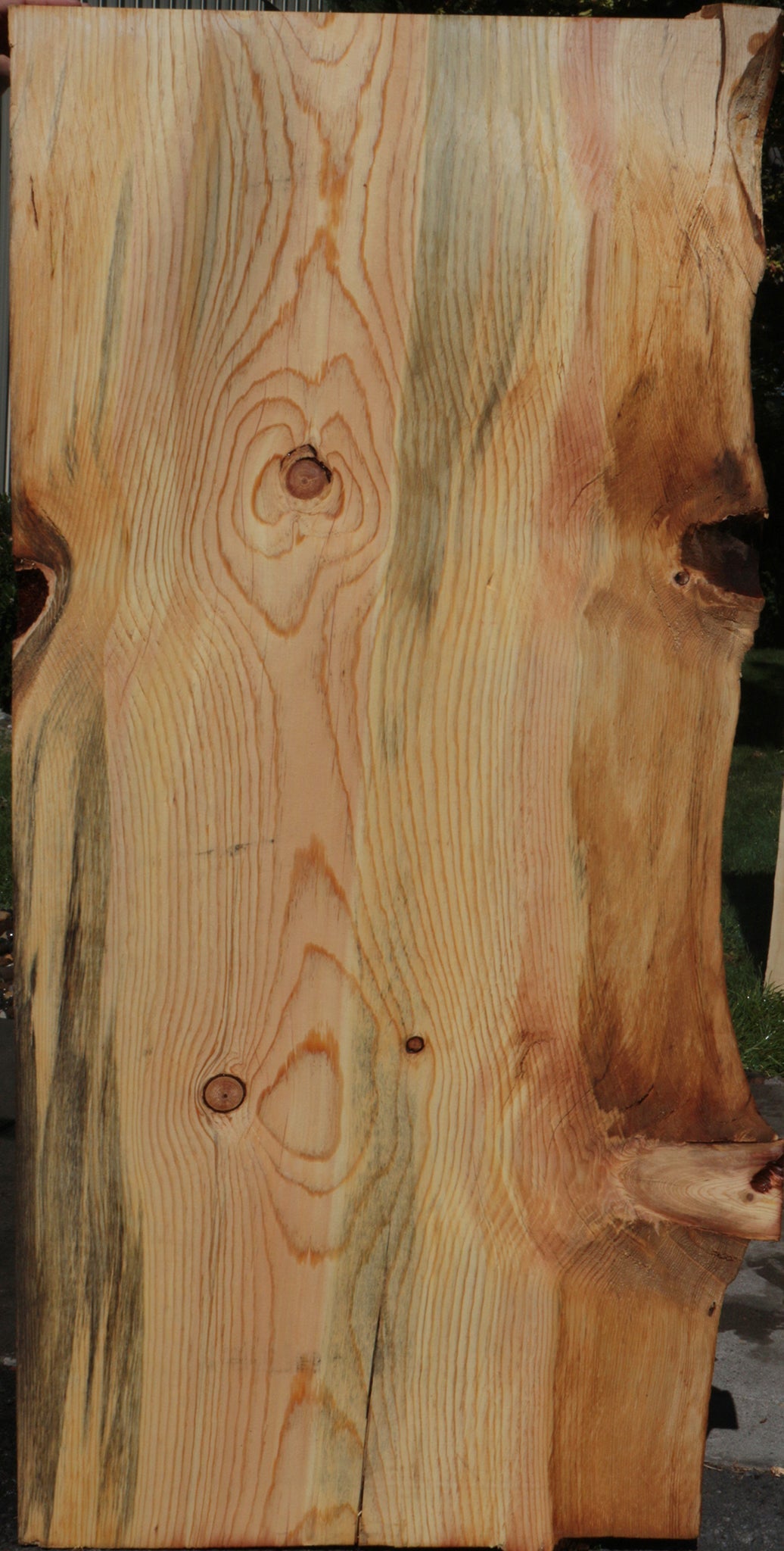 Rustic Blue Ponderosa Pine Live Edge Slab (Free Shipping Excluded)