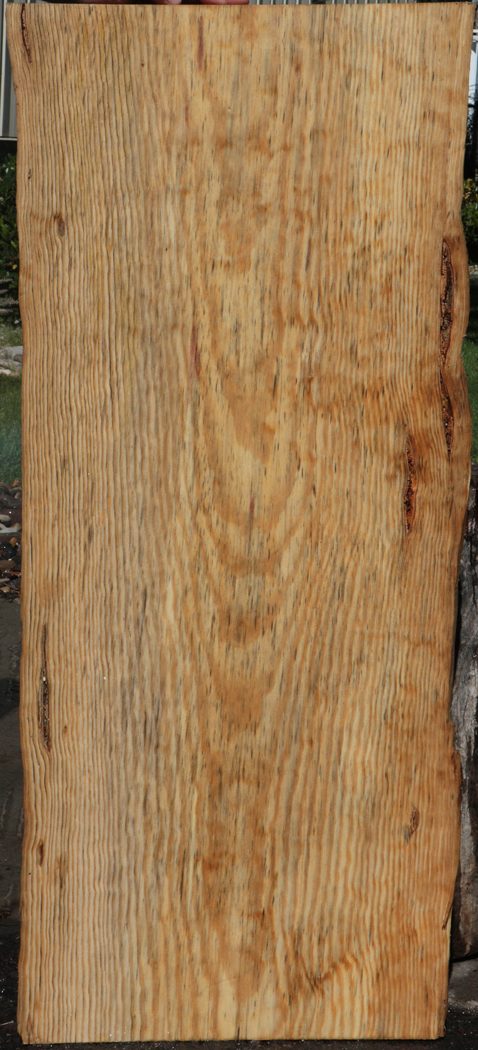 Rustic Blue Sugar Pine Slab