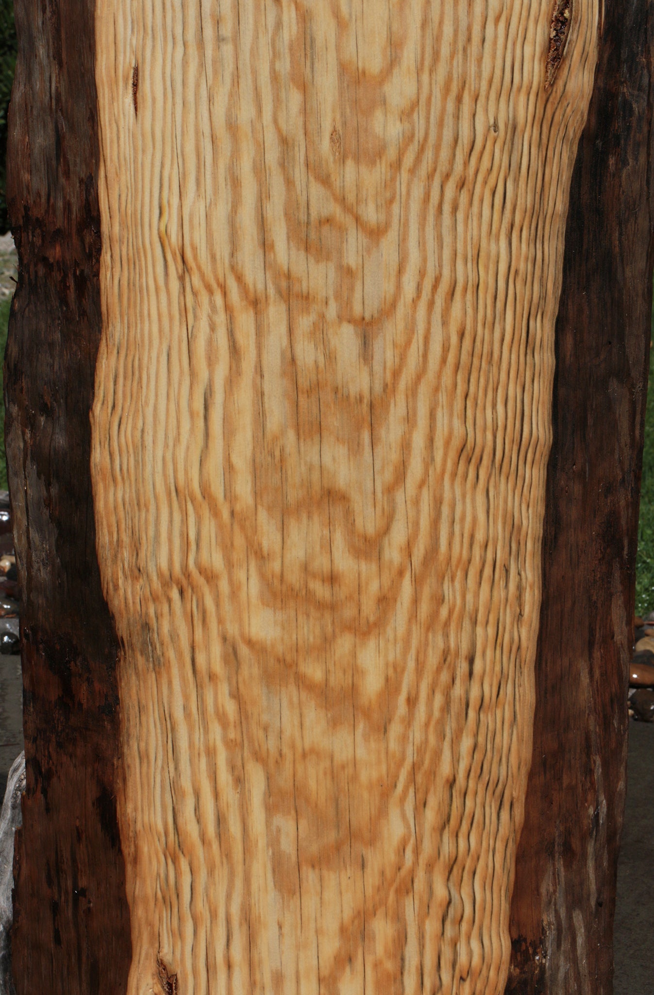 Rustic Blue Sugar Pine Slab