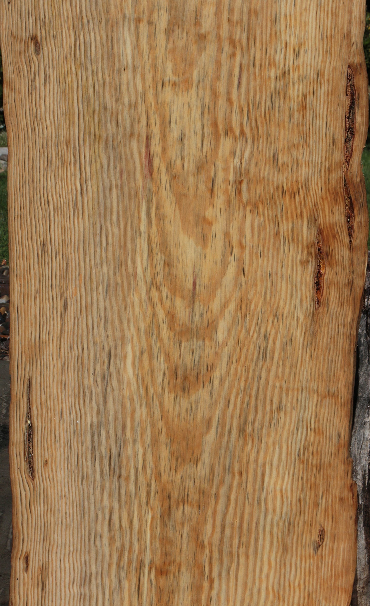 Rustic Blue Sugar Pine Slab