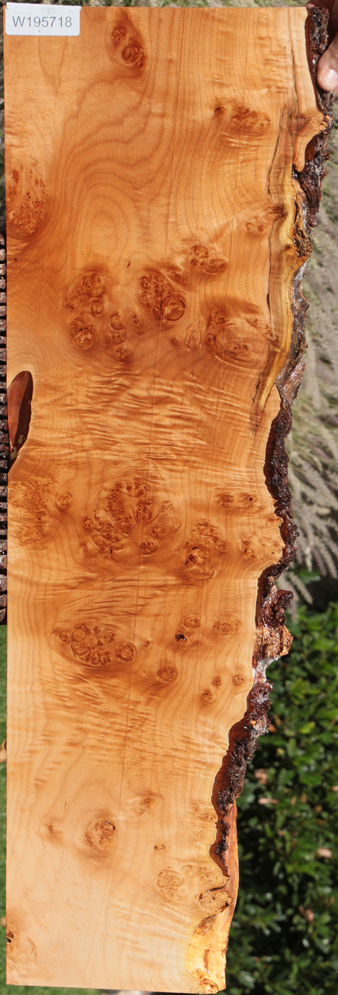 Figured Western Maple Burl Live Edge Lumber