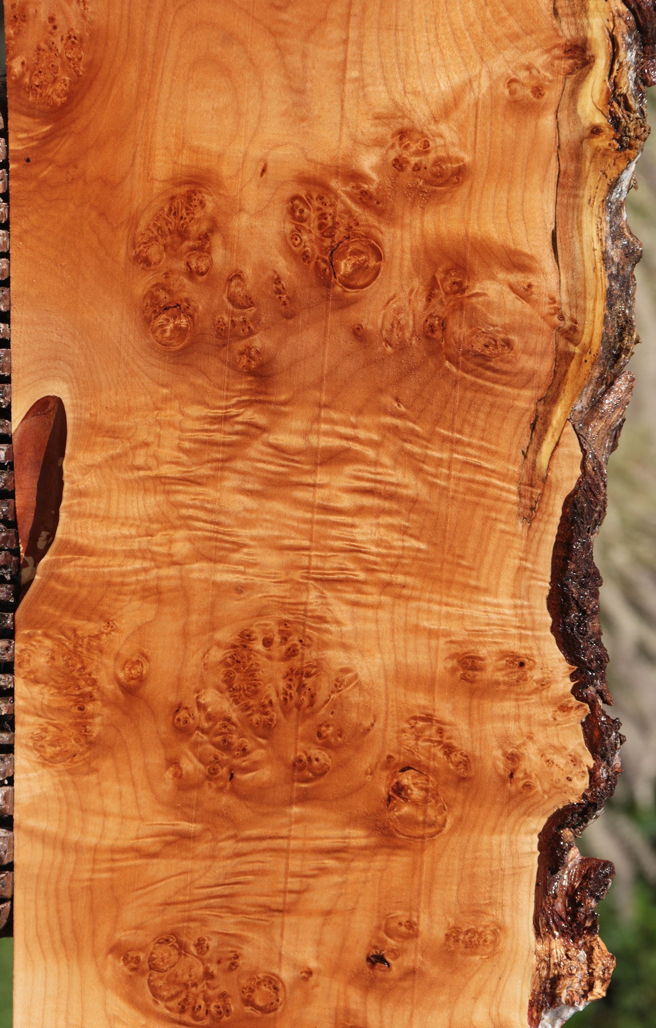 Figured Western Maple Burl Live Edge Lumber